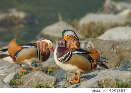 オシドリ おしどり 鴛鴦 40318634