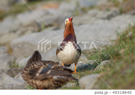 オシドリ おしどり 鴛鴦 40318640