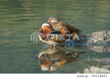 オシドリ おしどり 鴛鴦 40318661