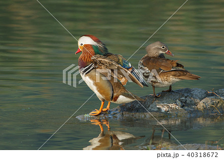 オシドリ おしどり 鴛鴦 40318672