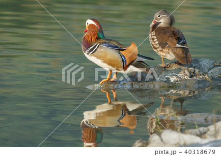 オシドリ おしどり 鴛鴦 40318679