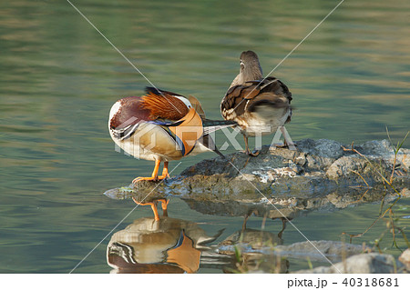 オシドリ おしどり 鴛鴦 40318681