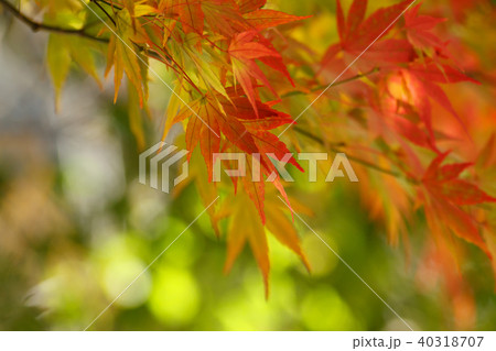 楓 カエデ メープル 40318707