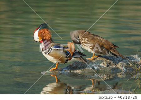 オシドリ おしどり 鴛鴦 40318729