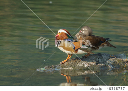 オシドリ おしどり 鴛鴦 40318737