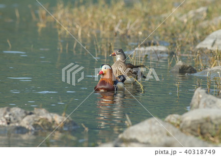 オシドリ おしどり 鴛鴦 40318749