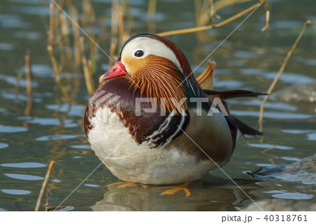 オシドリ おしどり 鴛鴦 40318761