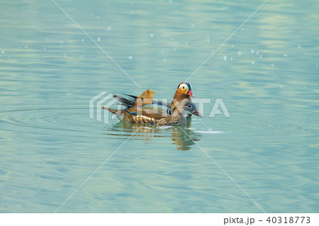 オシドリ おしどり 鴛鴦 40318773