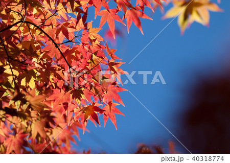 楓 カエデ メープル 40318774