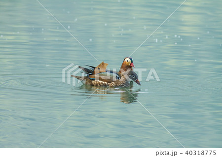 オシドリ おしどり 鴛鴦 40318775