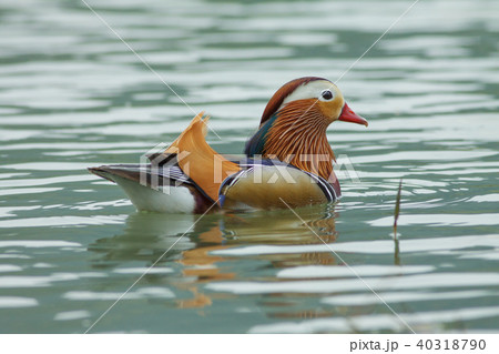オシドリ おしどり 鴛鴦 40318790