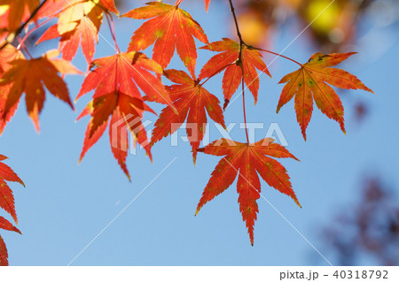 楓 カエデ メープル 40318792