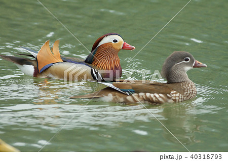 オシドリ おしどり 鴛鴦 40318793