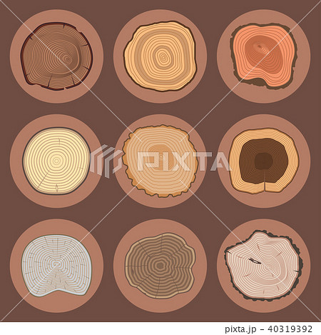 Tree wood trunk slice texture circle cut wooden raw material vector detail plant years history 40319392