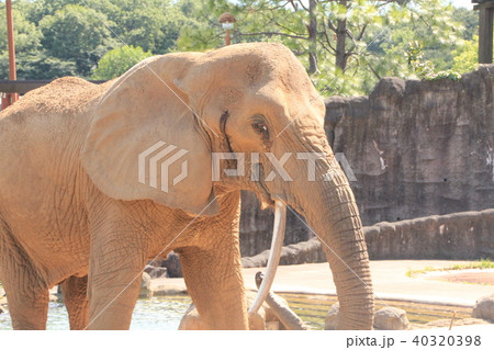 アフリカゾウ・7 40320398