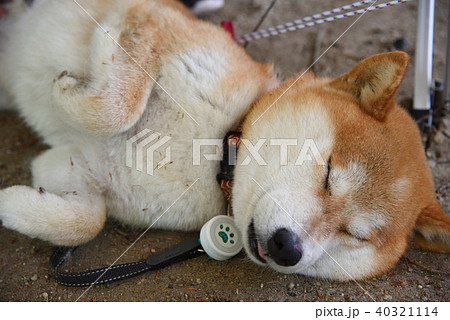 犬とキャンプ 40321114