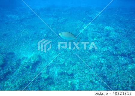 Java Rabbitfish Java Rabbitfish 40321315