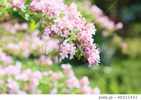 ショウキウツギの花 ショウキウツギの花 40321431