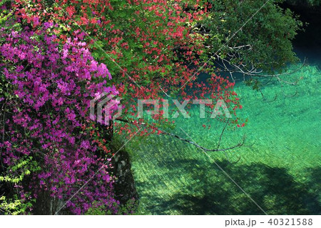 仁淀川支流　ツツジが映える清冽な水面 40321588