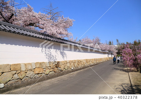 京都　勧修寺　桜咲く参道 40322378