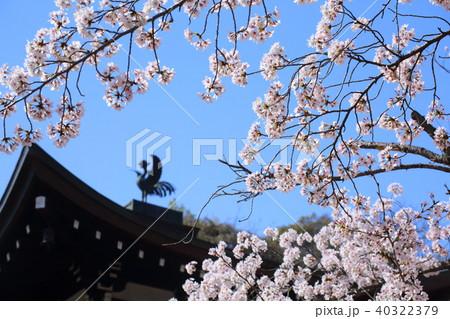 京都　春の勧修寺 40322379