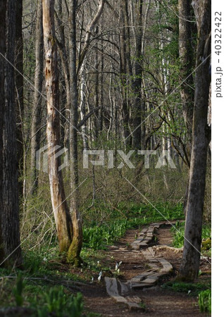 戸隠森林公園 40322422