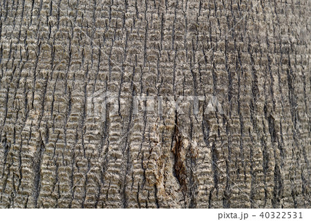 合成用素材「ヤシの樹皮」 合成用素材「ヤシの樹皮」 40322531