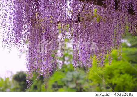 フジの花 40322686