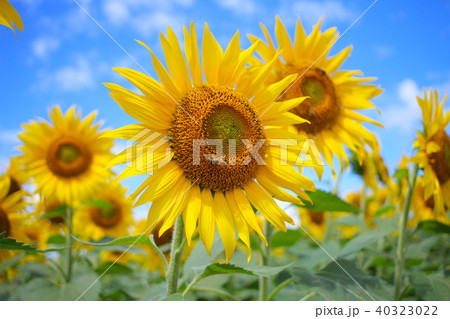 青空とヒマワリ畑 40323022