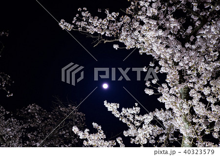 月と夜桜 40323579