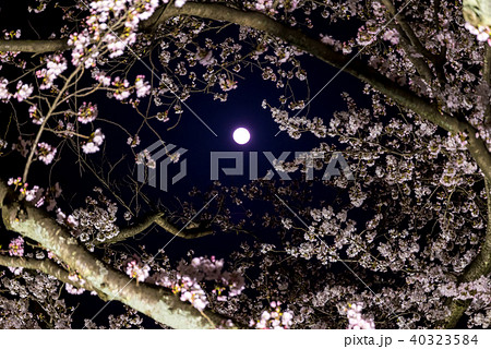 月と夜桜 40323584