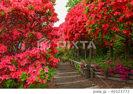 天王つつじまつり 40323772