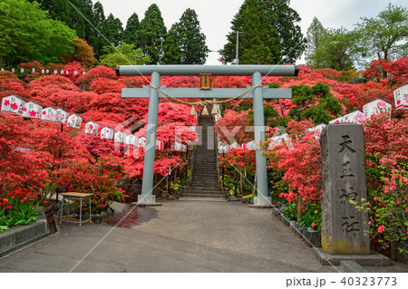 天王つつじまつり 40323773