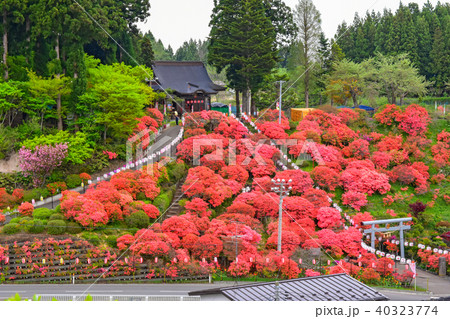 天王つつじまつり 40323774