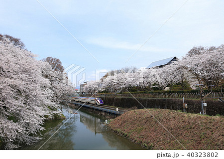 霞城公園 観桜会にて 霞城公園 観桜会にて 40323802