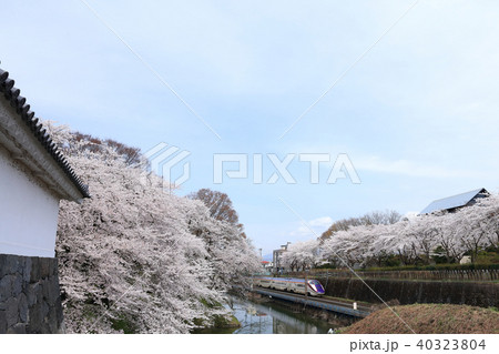 霞城公園 観桜会にて 霞城公園 観桜会にて 40323804