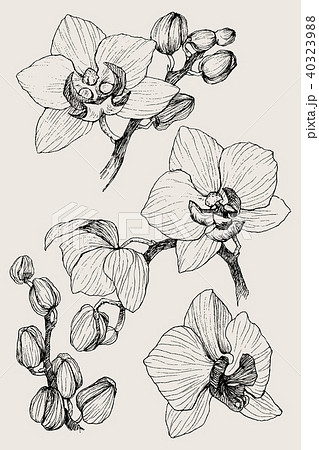 Set Of Hand Drawn Black Outline Orchid On A のイラスト素材