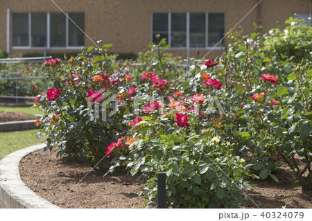 荒尾市　おもやい市民花壇　バラの花、 40324079