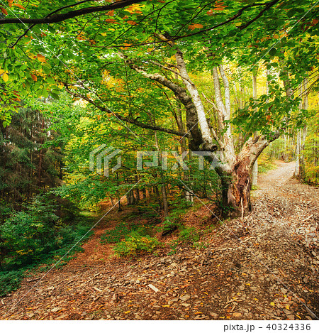 Waterfall in autumn sunlight. Beauty world. Carpathians. Ukraine. Europe 40324336