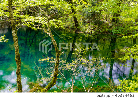 白神山地の十二湖 沸壺の池の写真素材 白神山地の十二湖 沸壺の池の写真素材