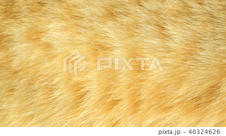Close up of red striped cat for a background. Close up of red striped cat for a background. 40324626