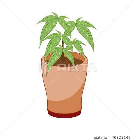 パキラ(観葉植物) パキラ(観葉植物) 40325145