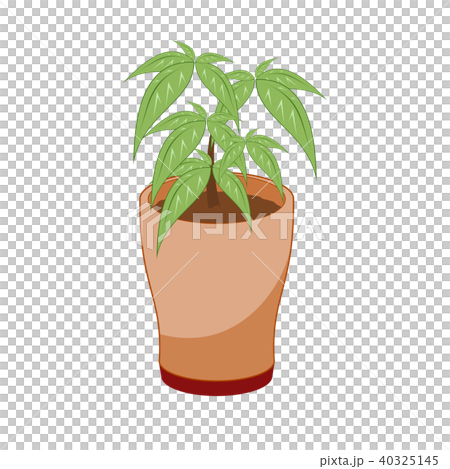 パキラ(観葉植物) パキラ(観葉植物) 40325145