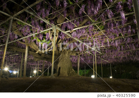 八重黒龍藤　ライトアップ　あしかがフラワーパーク 40325590
