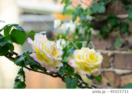 薔薇と鎖 40325731