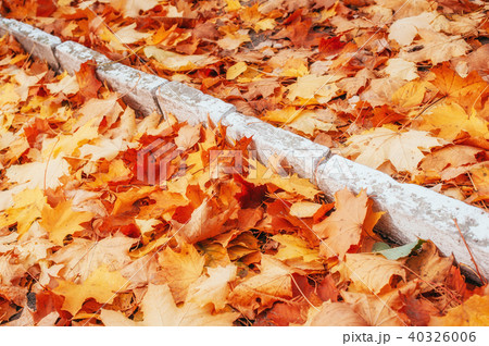 Yellow, orange and red autumn leaves in fall park Yellow, orange and red autumn leaves in fall park 40326006