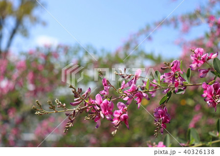 萩の花 萩の花 40326138