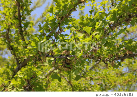 イチョウ イチョウ 40326283