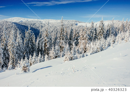 magical winter snow covered tree  40326323