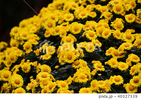 菊 キク 菊の花 40327339
